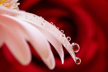 نمونه عکس با لنز سونی Sony FE 90mm f/2.8 Macro G OSS