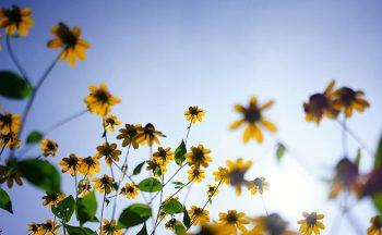 لنز Tamron 35mm f/2.8