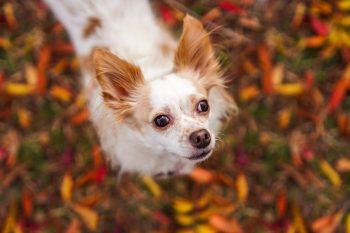 لنز Sigma 65mm F2.0 DG DN