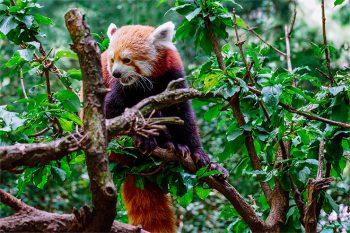 لنز سونی Sony E 70-350mm f/4.5-6.3 G OSS Lens