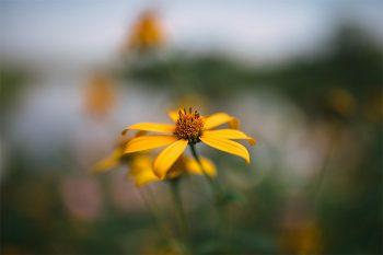 لنز Tamron SP 35mm f/1.4