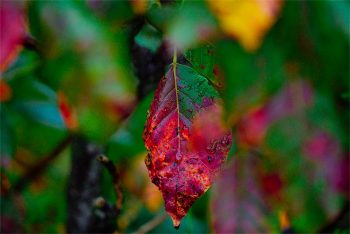 لنز سونی Sony E 70-350mm f/4.5-6.3 G OSS Lens