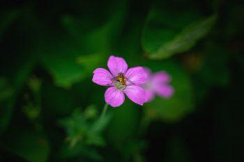 Tamron 28 - 75mm f/2.8