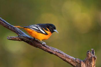 لنز نیکون Nikon NIKKOR Z 70-200mm f/2.8 VR S