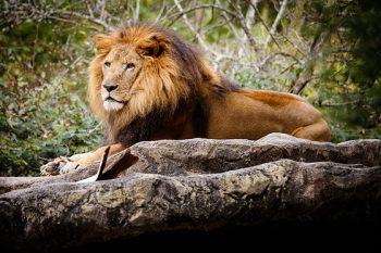 لنز کانن Canon RF 70-200mm f/2.8L