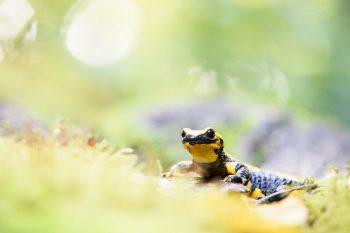 لنز تامرون Tamron 70-210mm f/4