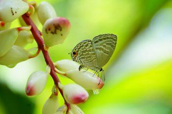 نمونه عکس با لنز سونی Sony FE 90mm f/2.8 Macro G OSS