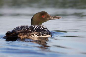 دوربین Canon EOS 6D Mark II