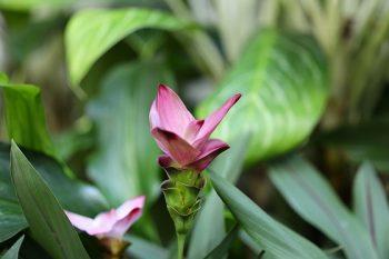 لنز Canon EF 70-200mm f/4L