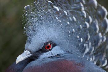 لنز Canon EF 70-200mm f/4L