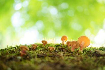 لنز Tamron 35mm f/2.8