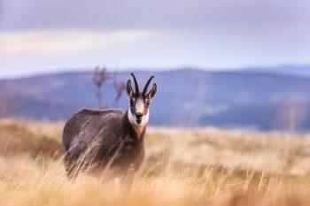 لنز تامرون Tamron 70-210mm f/4