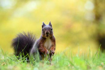 لنز Tamron 70-210mm f/4