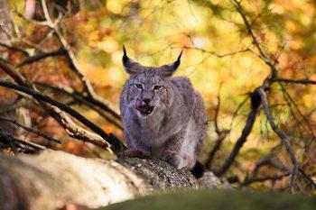 لنز Tamron 70-210mm f/4