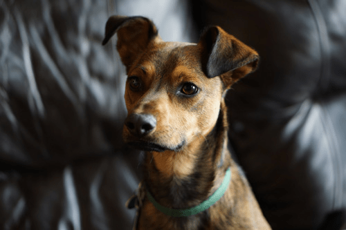 لنز سونی Sony E 50mm f/1.8 OSS Lens