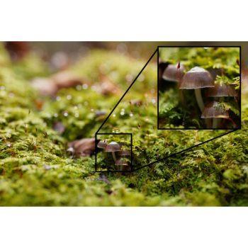 نمونه عکس با لنز سونی Sony FE 50mm f/1.2 GM