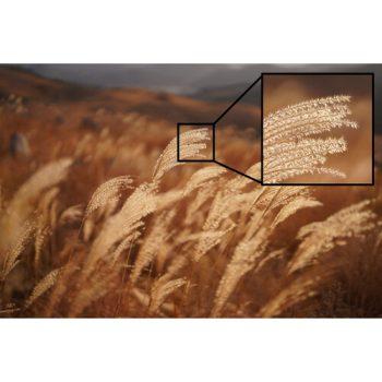 نمونه عکس با لنز سونی Sony FE 50mm f/1.2 GM