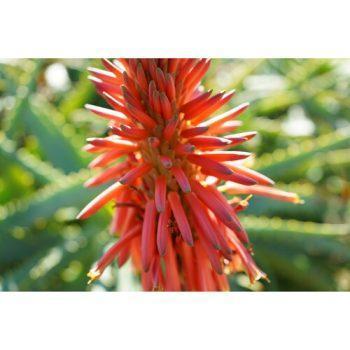 لنز سونی Sony FE 40mm F2.5 G