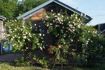 لنز سونی Sony FE 40mm F2.5 G