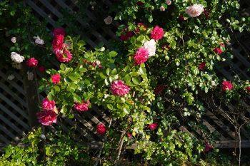 لنز سونی Sony FE 40mm F2.5 G