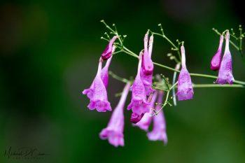 لنز Tamron SP 150-600mm