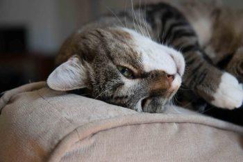 لنز کانن Canon EF-S 17-55mm f/2.8 IS USM