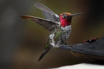 لنز نیکون Nikon AF-S 28-300mm