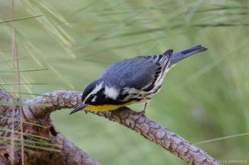 لنز Tamron SP 150-600mm f/5-6.3