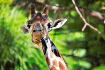 لنز Tamron SP 150-600mm f/5-6.3