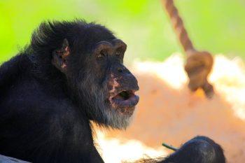 لنز Tamron SP 150-600mm