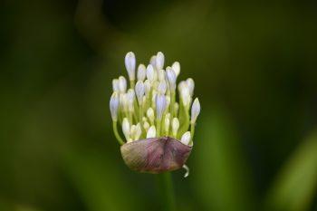 لنز Tamron SP 70-200MM