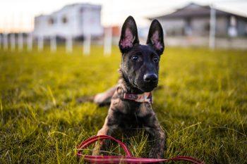 لنز Sigma 35mm f/1.2 DG DN