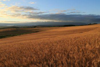 دوربین کانن M50 Mark II