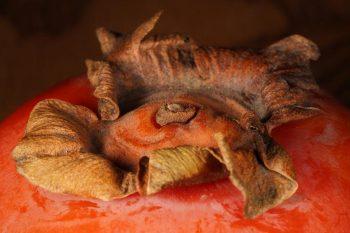 رینگ فلاش گودکس Godox MF12 Macro Flash 2-Light Kit