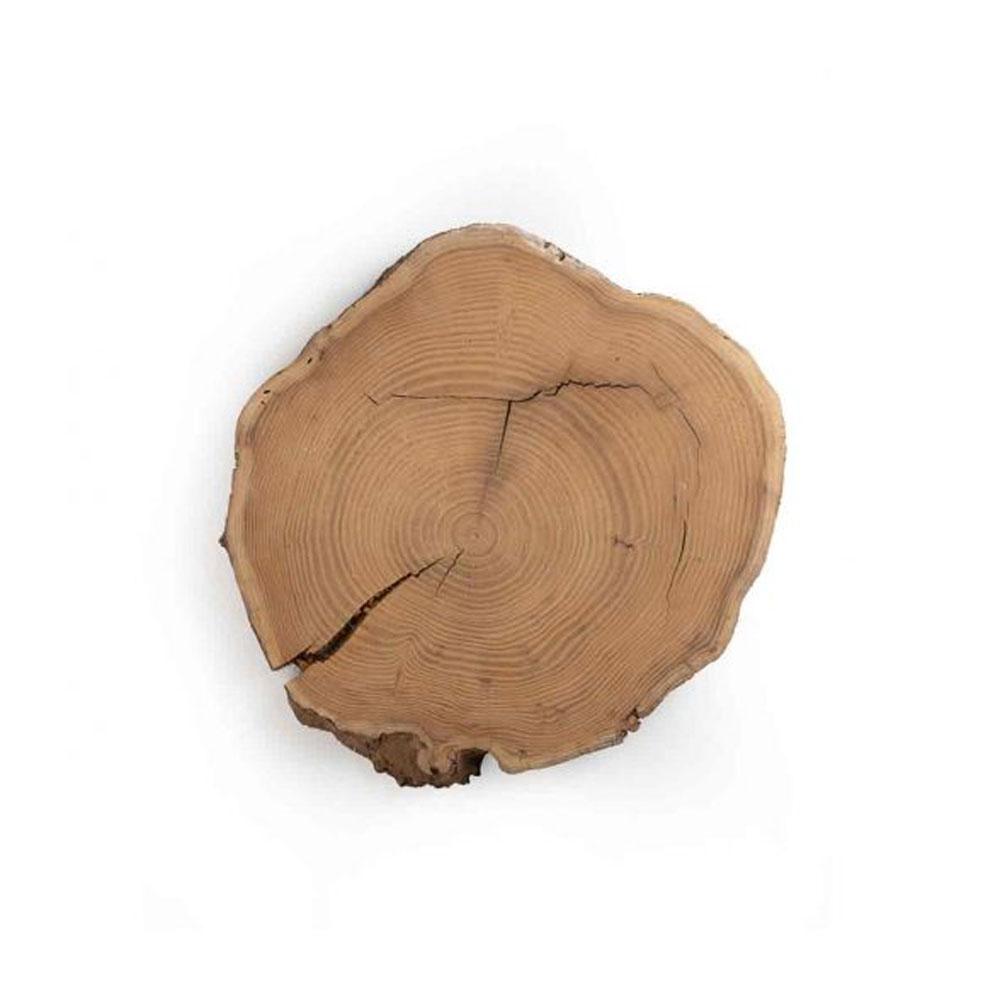 تنه درخت متوسط کد F 155