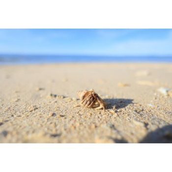 لنز کانن Canon RF 16mm f/2.8 STM Lens