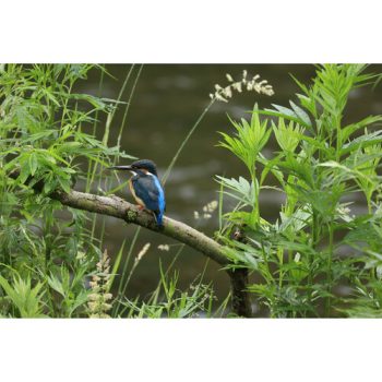 لنز کانن Canon RF 100-400mm f/5.6-8 IS USM Lens