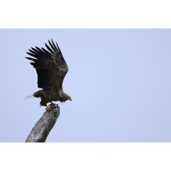 لنز کانن Canon RF 100-400mm f/5.6-8 IS USM Lens