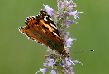 لنز کانن Canon RF 24-240mm f/4-6.3 IS USM Lens