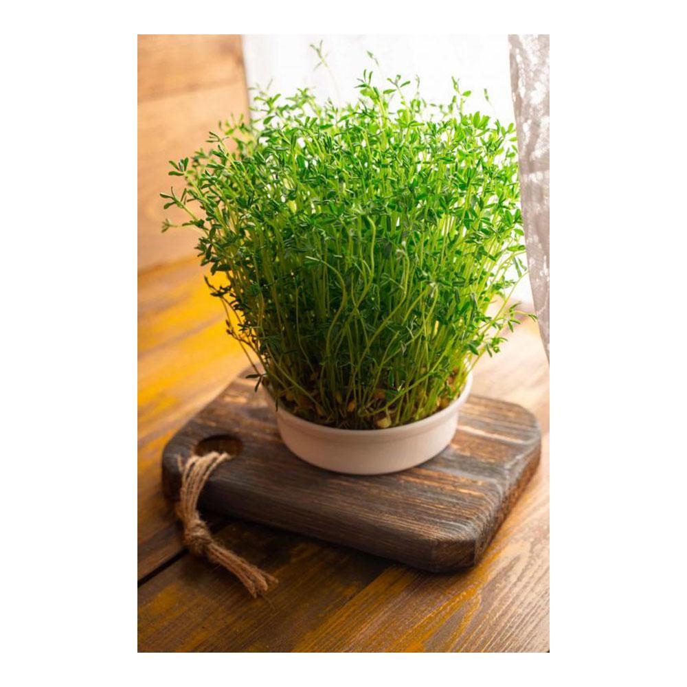 تخته سرو کد T 122