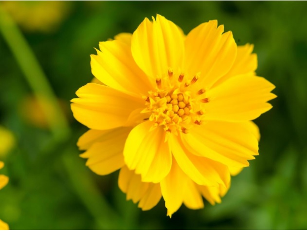 وضوح تصویر با لنز سونی Sony FE 50mm f/1.8 Lens