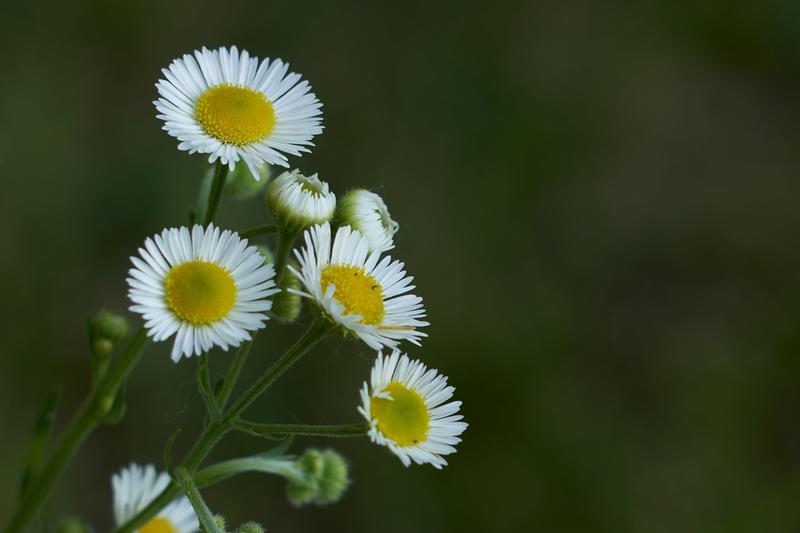 ثبت تصاویر با کیفیت بالا توسط لنز سونی Sony FE 50mm f/1.8 Lens