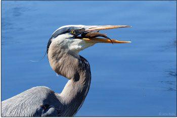 لنز کانن Canon EF-M 55-200mm f/4.5-6.3 IS STM Lens