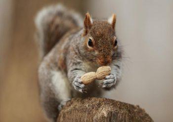 لنز کانن Canon EF 300mm f/2.8L IS II USM Lens