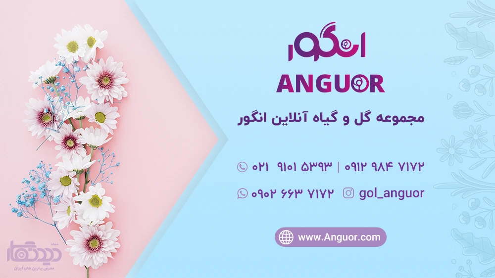 سفارش گل آنلاین تهران در مجموعه گل و گیاه انگور