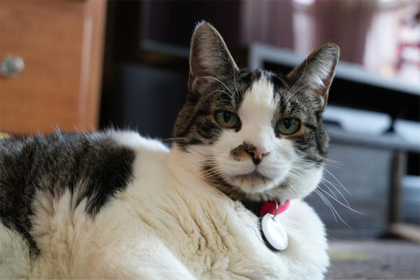 عکاسی با دوربین بدون آینه سونی Sony Alpha a7 IV With FE 28-70mm f/3.5-5.6 OSS Lens