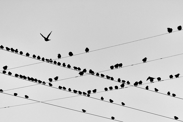 خطوط در عکاسی طبیعت