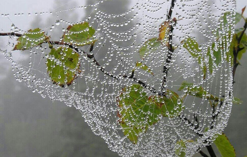 عکاسی از تار عنکبوت