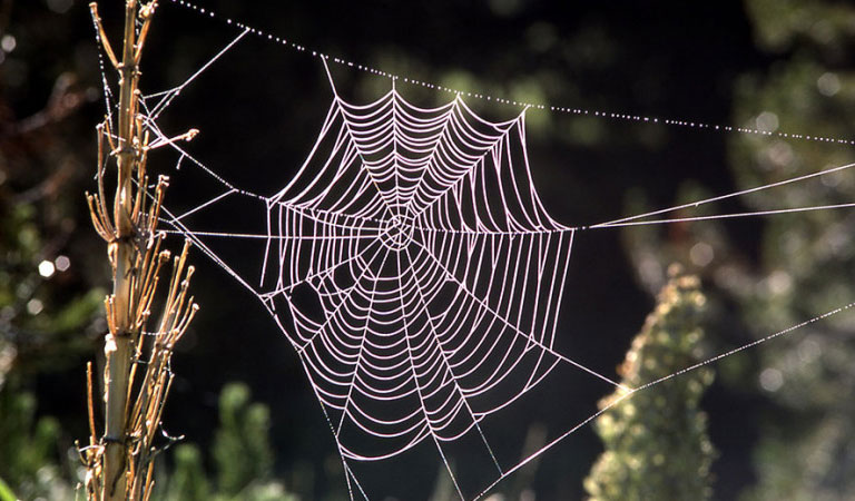 عکاسی از تار عنکبوت