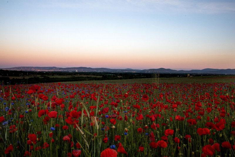 دوربین بدون آینه کانن Canon EOS RP with 24-105mm